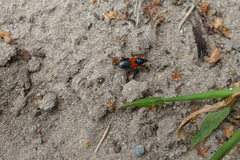 Prostemma aeneicolle