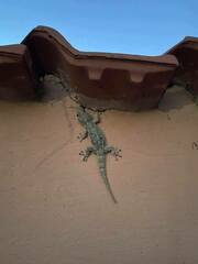 Tarentola mauritanica