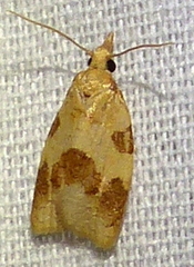 Cenopis saracana
