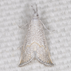 Haimbachia placidellus