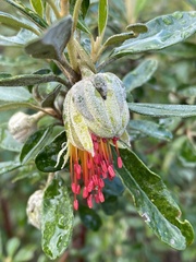 Diplolaena dampieri