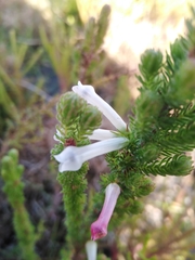 Erica colorans