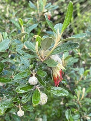 Diplolaena dampieri