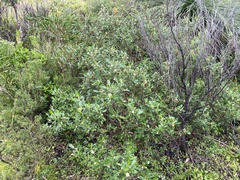 Diplolaena dampieri