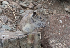 Gobi Altai Mountain Vole photo 3