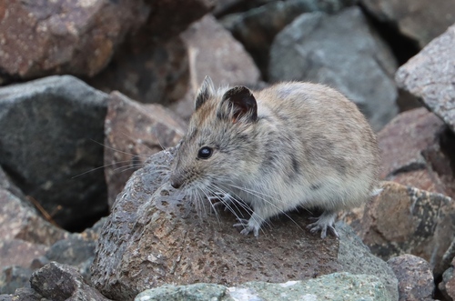 Gobi altai mountain vole (Alticola barakshin) — Least Concern Mammalia