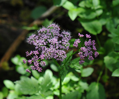 Mutellina purpurea