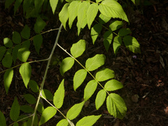 Rubus cockburnianus