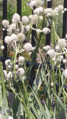 Eryngium yuccifolium