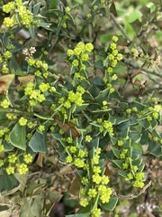 Acacia littorea
