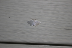 Lomographa vestaliata