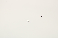 Streptoprocne zonaris