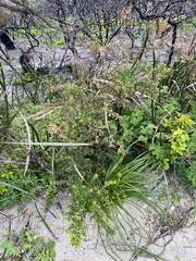 Acacia littorea