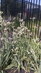Eryngium yuccifolium