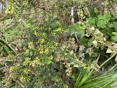 Acacia littorea