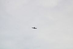 Streptoprocne zonaris