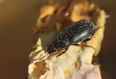 Zabrus tenebrioides