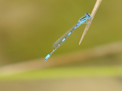 Coenagrion caerulescens