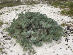 Tournefortia gnaphalodes