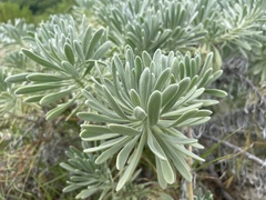 Tournefortia gnaphalodes