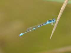 Coenagrion caerulescens