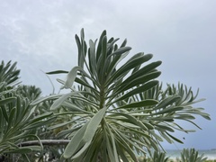 Tournefortia gnaphalodes