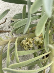 Tournefortia gnaphalodes