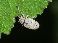 Peritelini