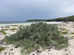 Tournefortia gnaphalodes