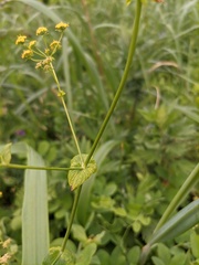 Bupleurum multinerve