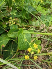 Bupleurum multinerve