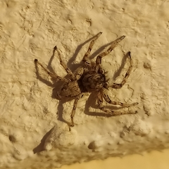 Plexippoides flavescens