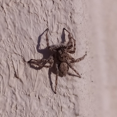 Plexippoides flavescens