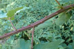 Rubus vicarius