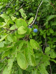 Prunus spinosa