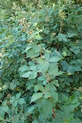 Rubus vicarius