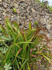 Hemerocallis middendorffii