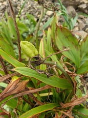 Hemerocallis middendorffii