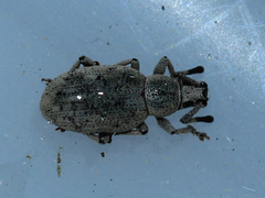Peritelini