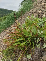 Hemerocallis middendorffii