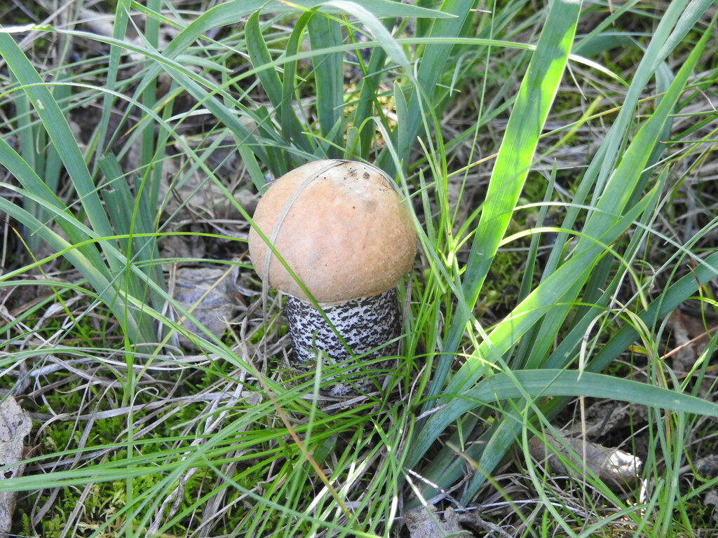 Leccinum versipelle