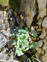 Paraquilegia microphylla