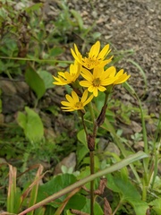 Ligularia sibirica