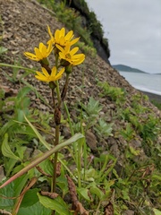 Ligularia sibirica