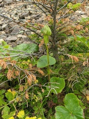 Ligularia sibirica