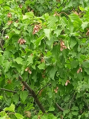 Acer tataricum
