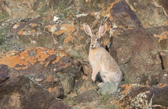 Lepus tolai