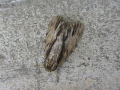 Shaka atrovittatus