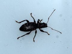 Brachyderes pubescens