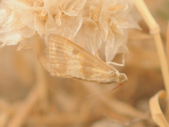 Evergestis marionalis